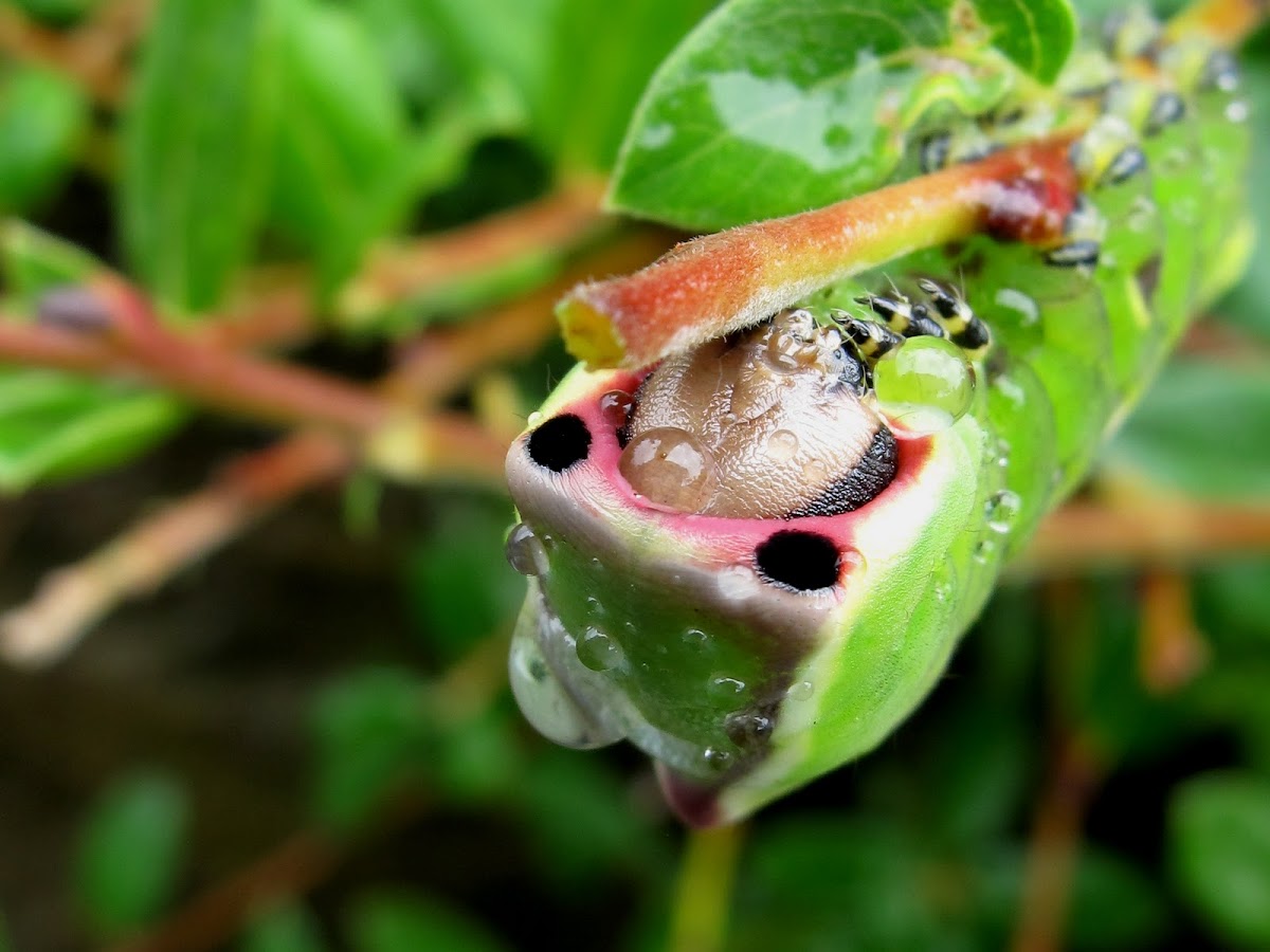 Puss Moth Caterpillars