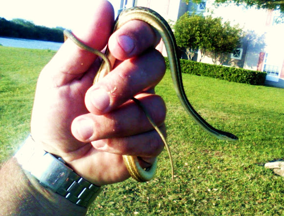 Southern Ribbon Snake | Project Noah