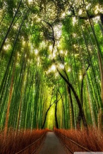 Forest HD Wallpaper Screenshots 7