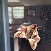 Blinded Sphinx moth
