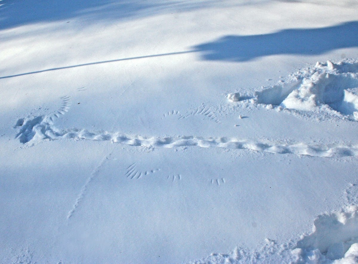 Hawk and rabbit tracks in snow