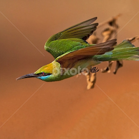 BEE-EATER IN FLIGHT.. . by Mohan Munivenkatappa - Animals Birds