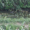 Common moorhen