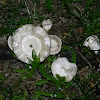 fungus