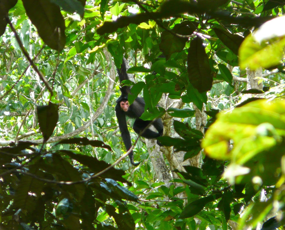 Red-faced Spider monkey