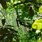Red-faced Spider monkey