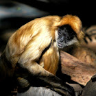 geoffroy's spider monkey