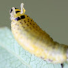 Horned leaf beetle larva
