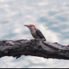 Red-bellied Woodpecker