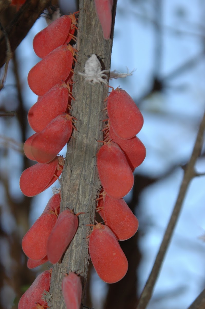 Malagasy flatid