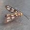 Orange Spotted Tiger Moth