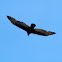 Turkey Vulture