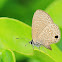 Lycaenidae Butterfly