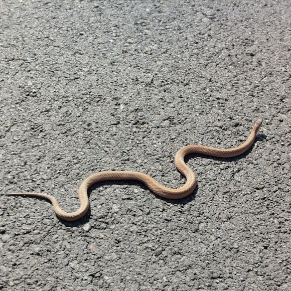 Northern brown snake | Project Noah