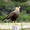 Southern Crested Caracara