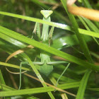 Praying Mantis