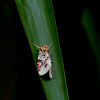 Lily Caterpillar Moth