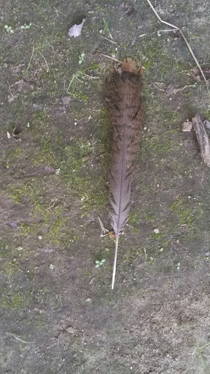 Wild Turkey Feather