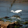 Little Egret