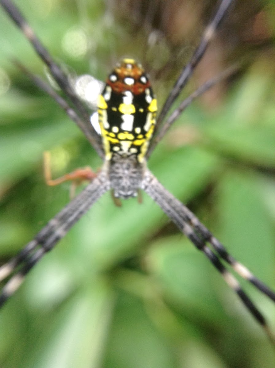 Argiope Spider (Garden Spider)