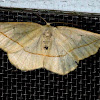 Confused Eusarca moth