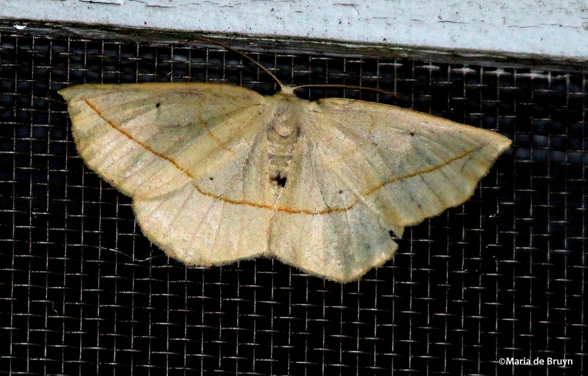 Confused Eusarca moth