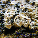 Poli's stellate barnacle, rak vitičar
