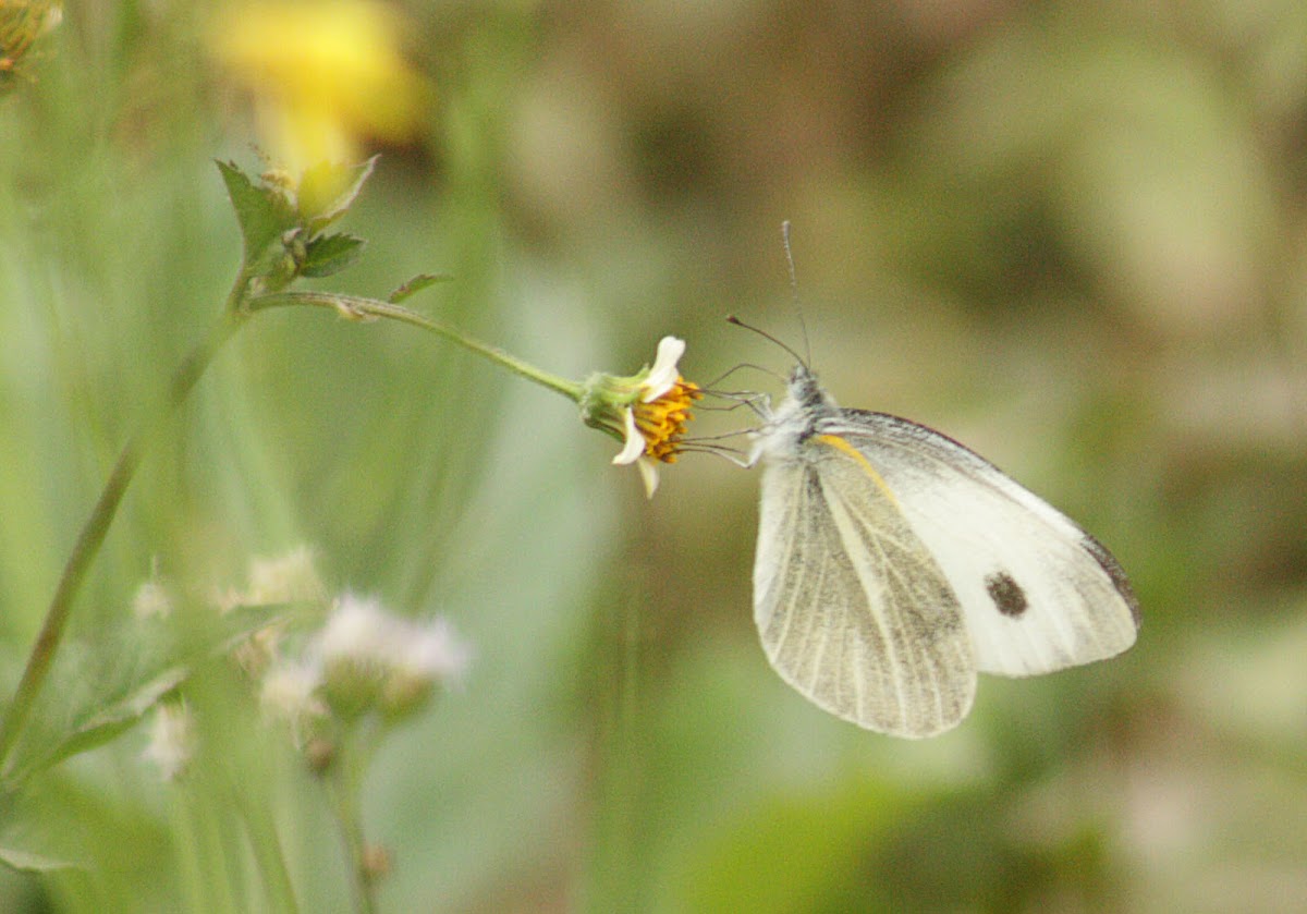 indian cabbage white