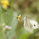 indian cabbage white
