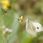 indian cabbage white