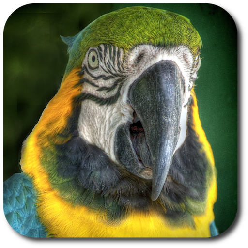 Parrot Voice Changer Full Ver. LOGO-APP點子