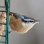 Red-breasted Nuthatch