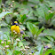 Yellow throated Euphonia