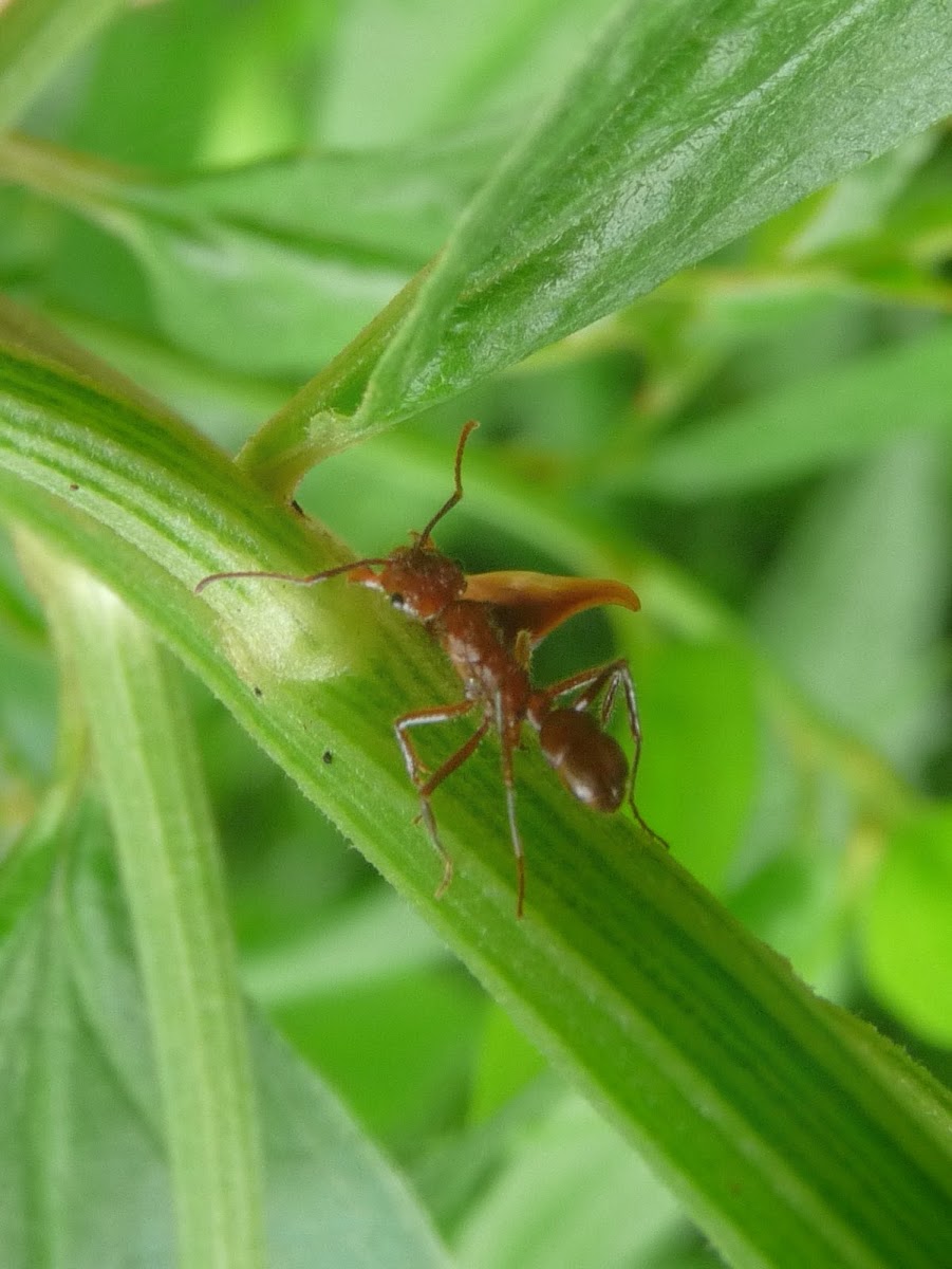 Ant and Membracid