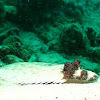 Three spot flounder