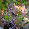 Mourning Dove Chick on Nest