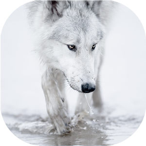 Wolves live wallpaper - Android Apps on Google Play