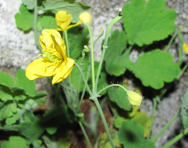 Herb Pharm Schllkraut 30 Ml Www Carna Shop