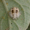 12-Spotted Ladybird Beetle - Pupae