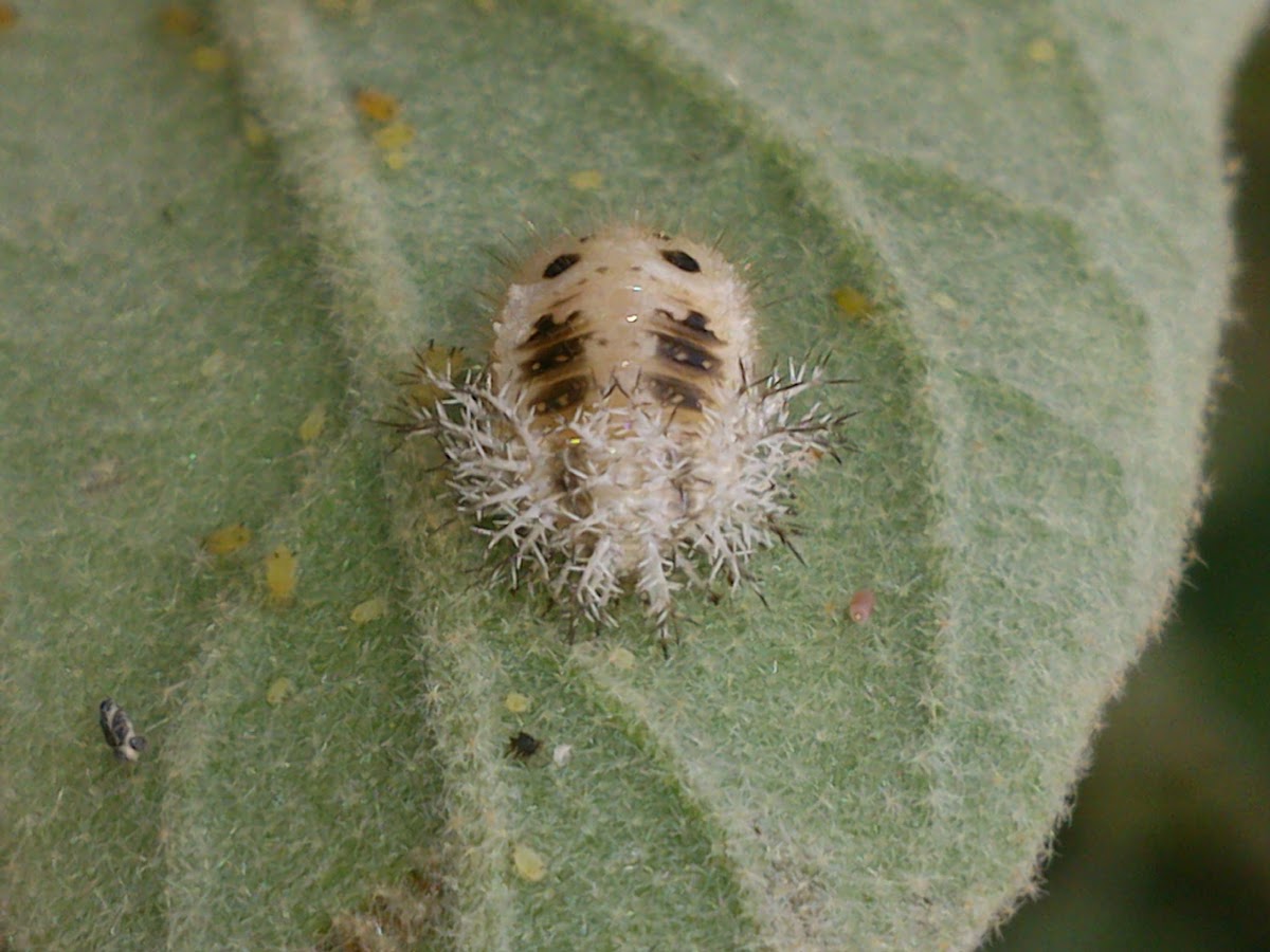 12-Spotted Ladybird Beetle - Pupae