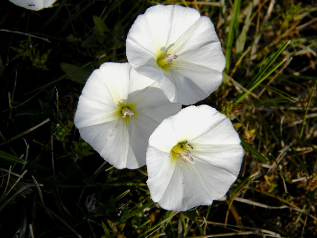 field bindweed