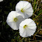 field bindweed