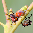 Leafhopper - nymphs