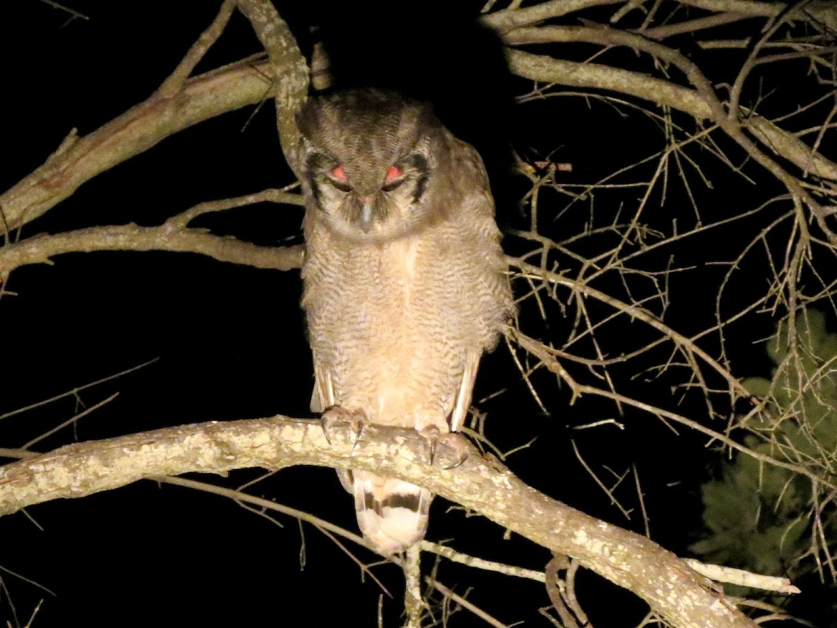 Verreaux's Eagle-Owl/Milky Eagle Owl/Giant Eagle Owl