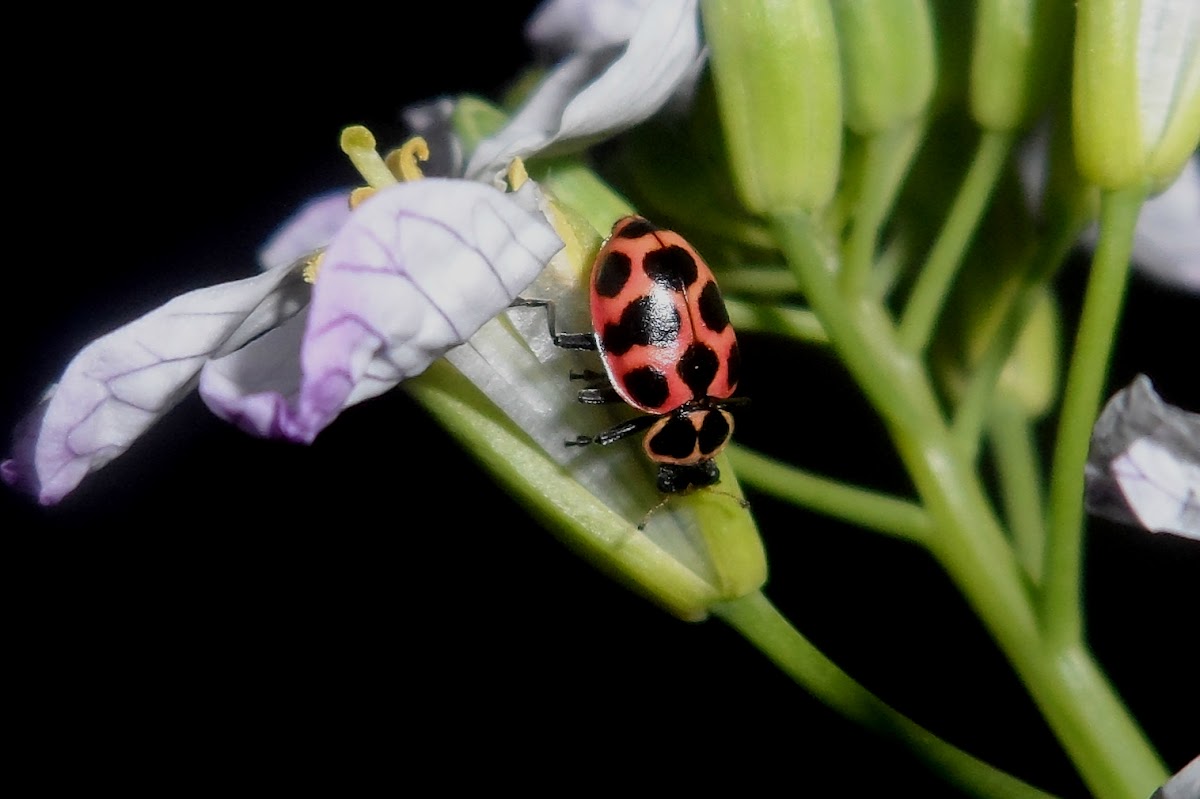 Spotted lady beetle