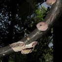 Violet-toothed Polypore