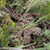 Prairie Rattlesnake