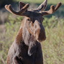 Moose