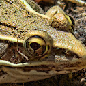 Southern Leopard Frog