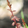 Striped coralroot